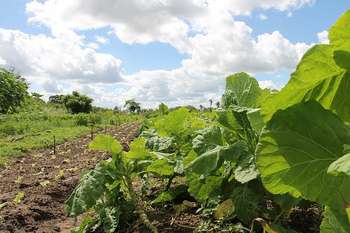 Agricoltura - Photo credit: Foto di feraugustodesign da Pixabay 